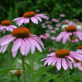 The Great Debate: Goldenseal vs. Echinacea