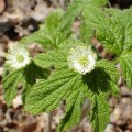 The Truth About Goldenseal: Expert Insights on Its Effects on Blood Pressure