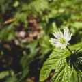 The Incredible Benefits of Goldenseal for Boosting Your Immune System