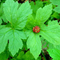 The Healing Powers of Goldenseal: A Comprehensive Guide