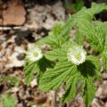 The Healing Power of Goldenseal: A Natural Remedy for Bacterial Infections