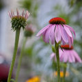 The Truth About Echinacea Goldenseal: An Expert's Perspective