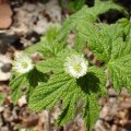 The Healing Power of Goldenseal: Uncovering its Benefits