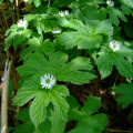 The Benefits and Risks of Taking Goldenseal Everyday