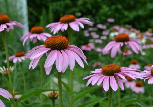 The Power of Combining Goldenseal and Echinacea for Optimal Health