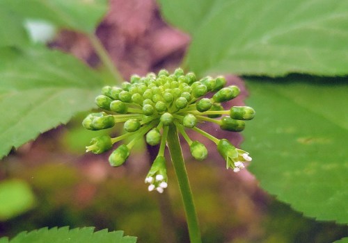 The Truth About Goldenseal: Separating Fact from Fiction