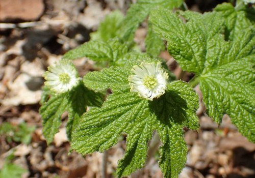 The Truth About Goldenseal: Expert Insights on Its Effects on Blood Pressure