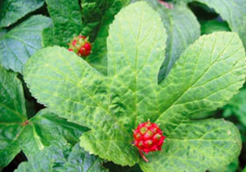 The Truth About Goldenseal Herb: Side Effects and Risks