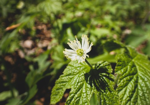 The Incredible Benefits of Goldenseal for Boosting Your Immune System