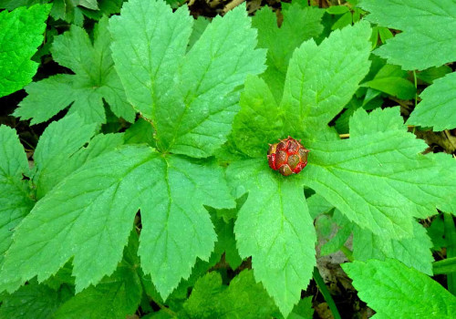 The Healing Powers of Goldenseal: A Comprehensive Guide