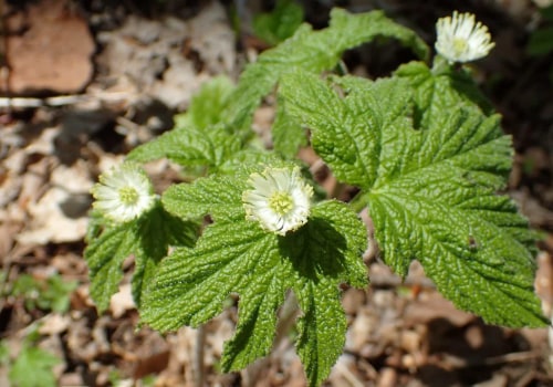 The Incredible Benefits of Goldenseal: An Expert's Perspective