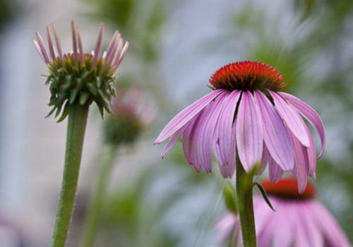 The Truth About Echinacea Goldenseal: An Expert's Perspective