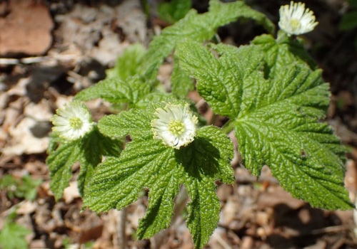 The Healing Power of Goldenseal: Uncovering its Benefits