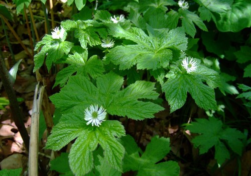 The Benefits and Risks of Taking Goldenseal Everyday